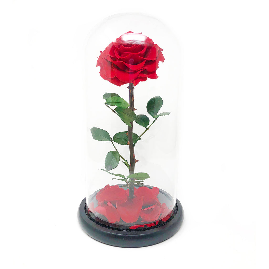 BEAUTY AND THE BEAST GLASS DOME | SINGLE | RED PRESERVED ROSE - Blossoming Love