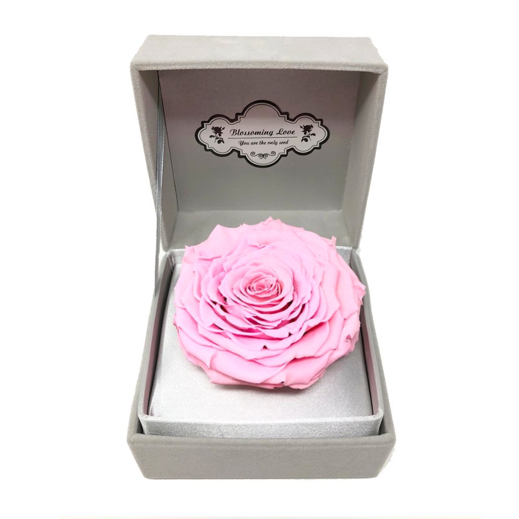 Classic Velvet Box | Pink preserved rose - Blossoming Love