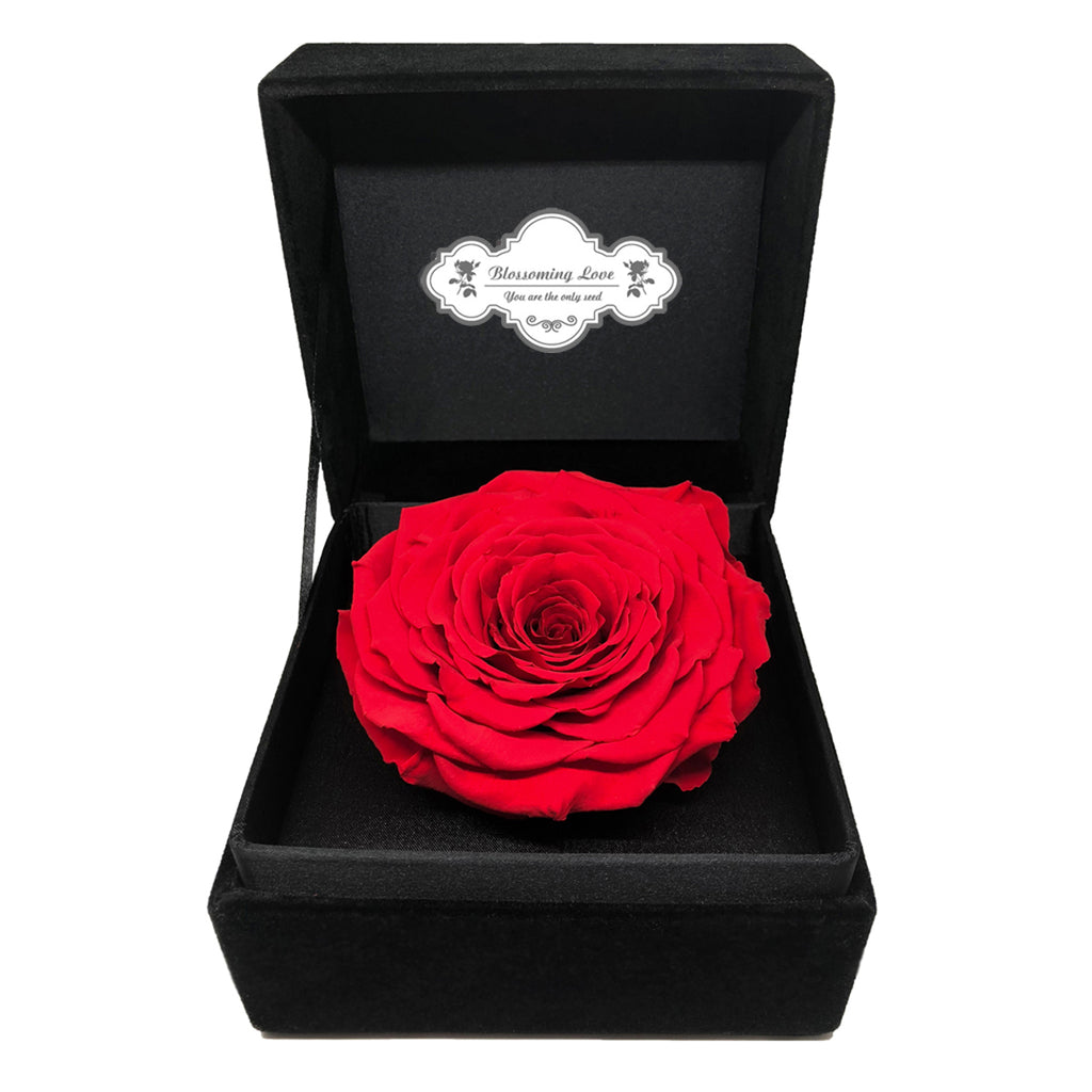 Classic Velvet Box | Red preserved rose - Blossoming Love