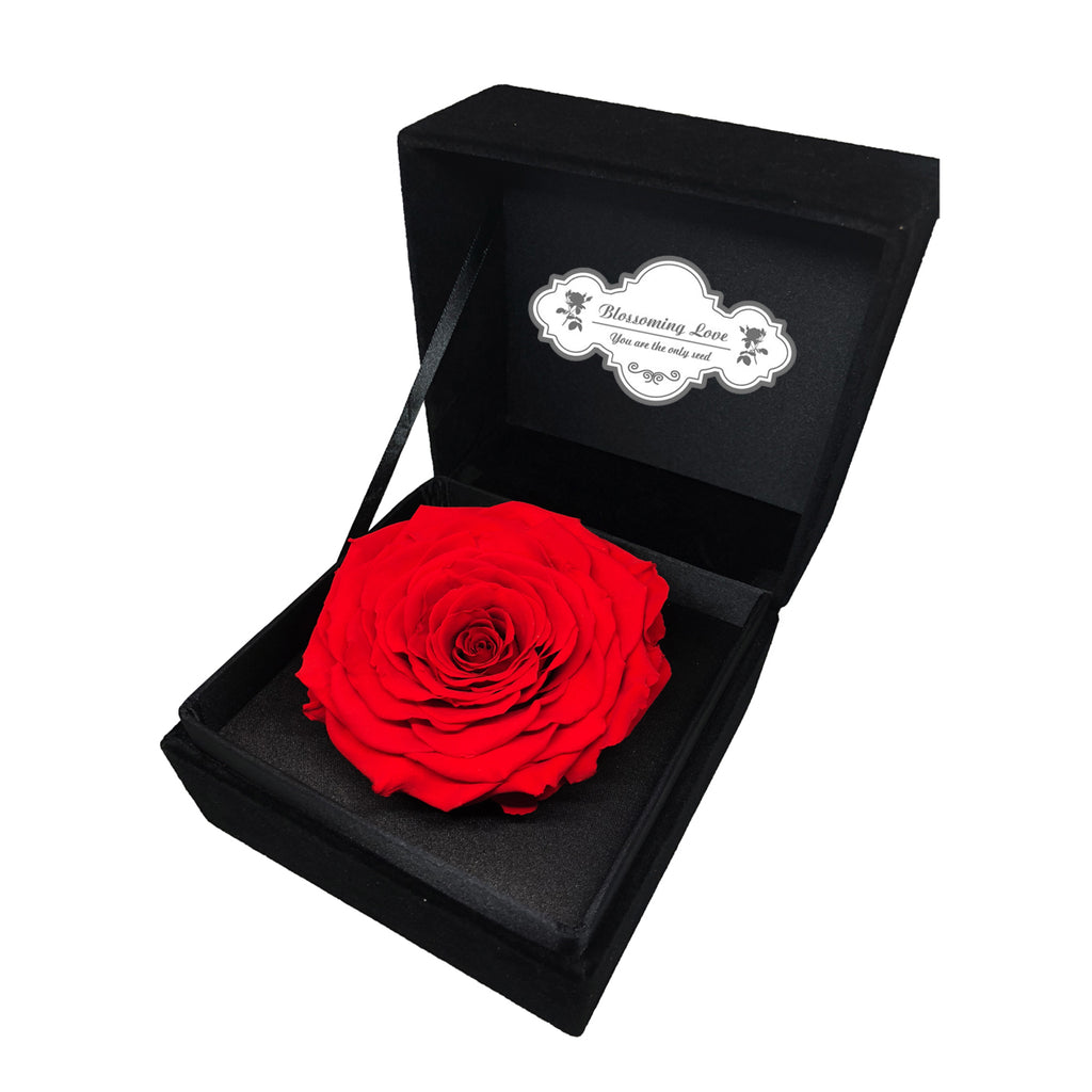 Classic Velvet Box | Red preserved rose - Blossoming Love
