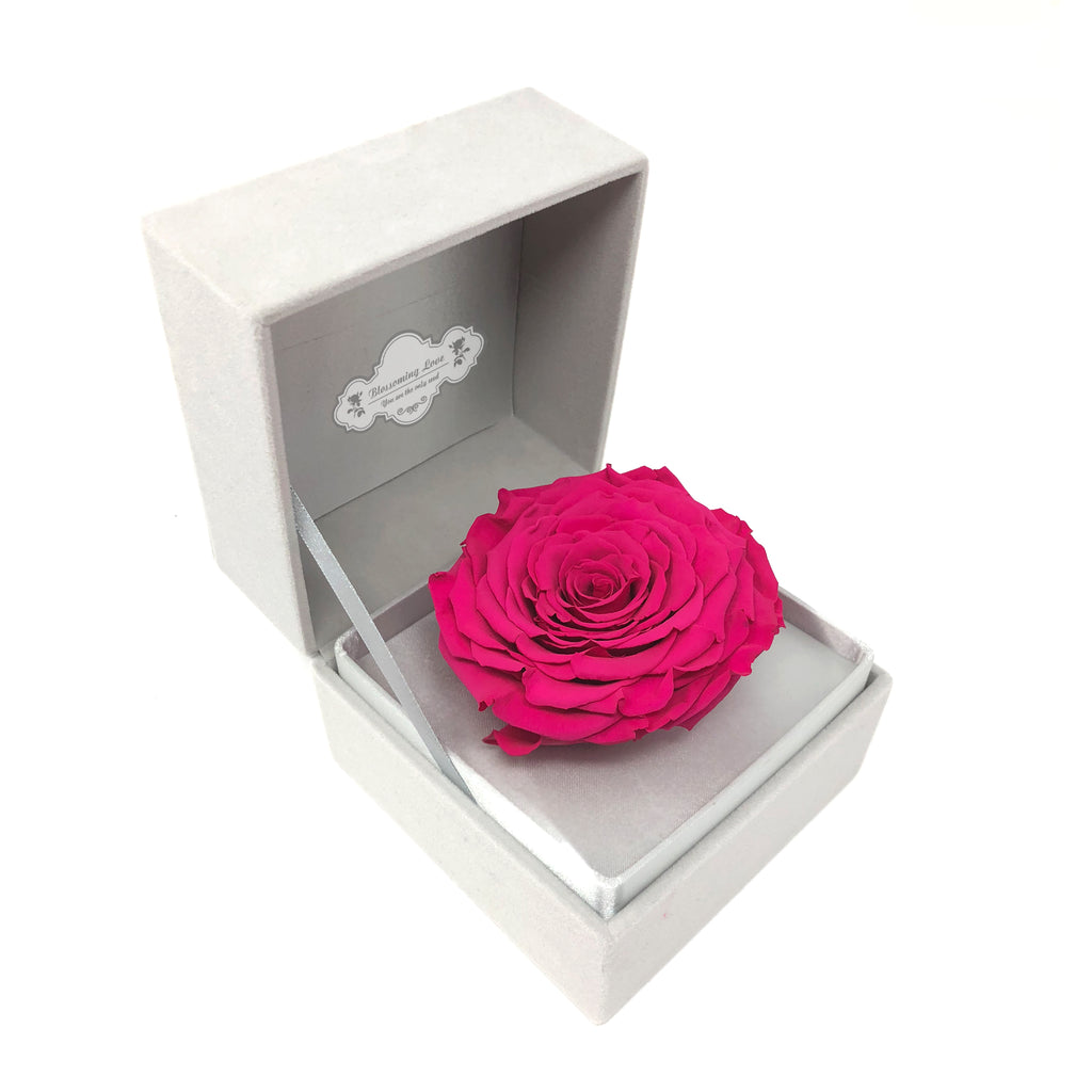 Classic Velvet Box | Hot pink preserved rose - Blossoming Love