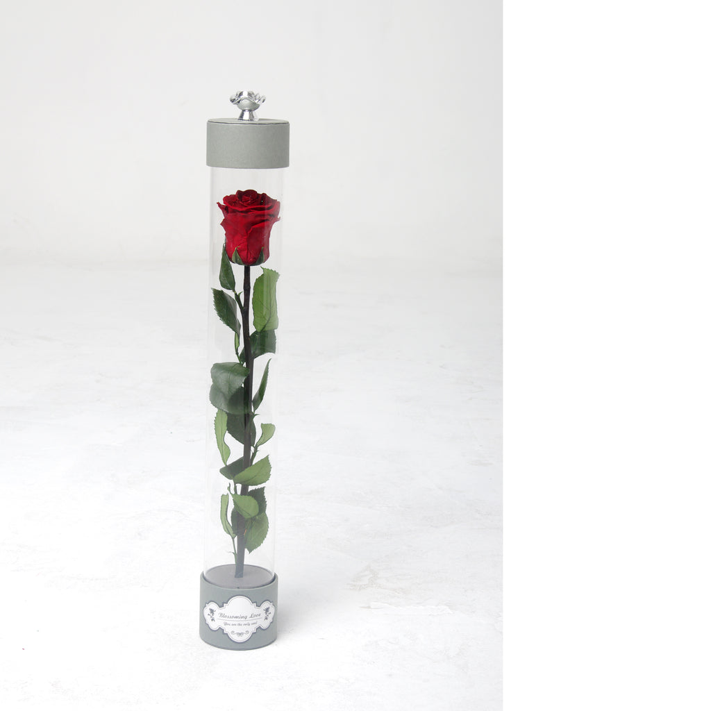Single long stem rose | Red - Blossoming Love