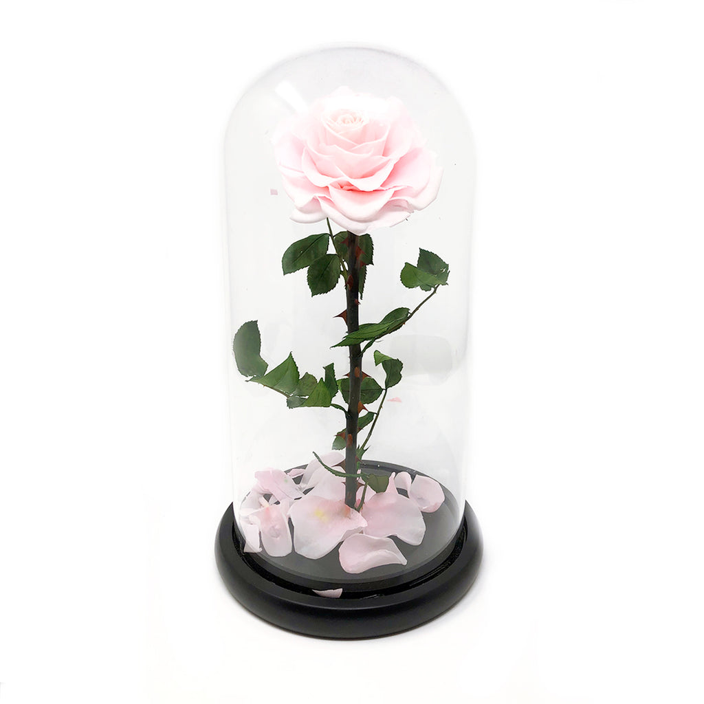 BEAUTY AND THE BEAST GLASS DOME | SINGLE | PINK PRESERVED ROSE - Blossoming Love
