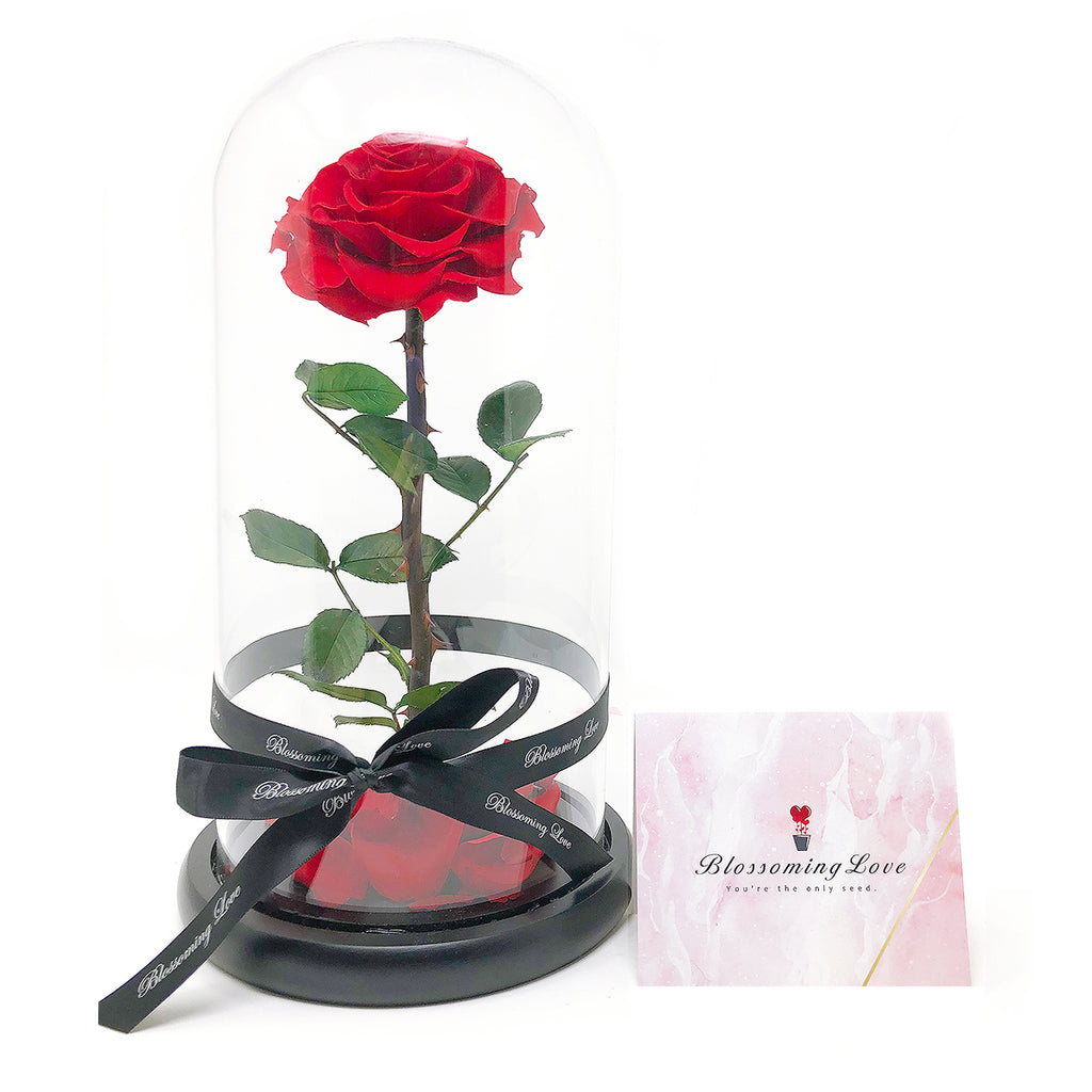 BEAUTY AND THE BEAST GLASS DOME | SINGLE | RED PRESERVED ROSE - Blossoming Love
