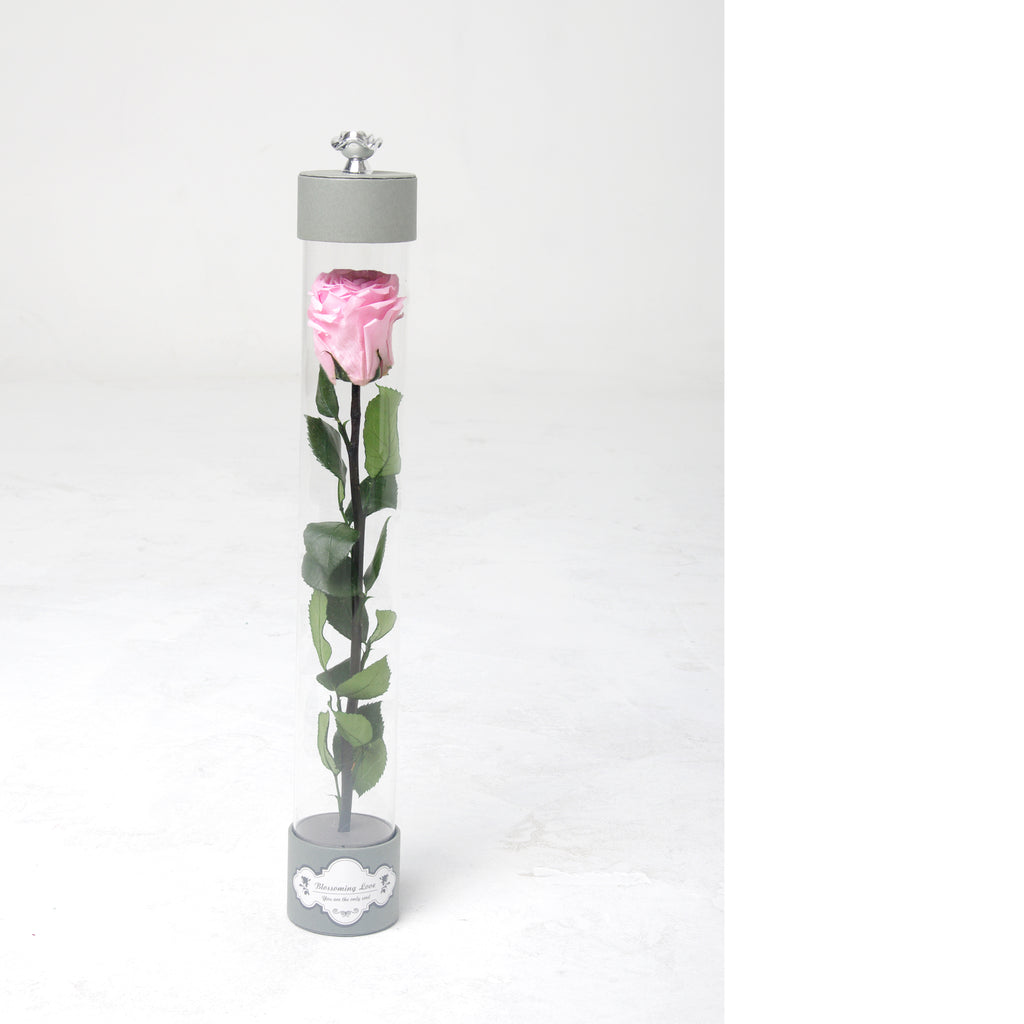 Single long stem rose | Pink - Blossoming Love